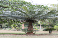 Cycas rumphii